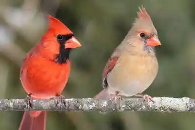 Two cardinals on a branch